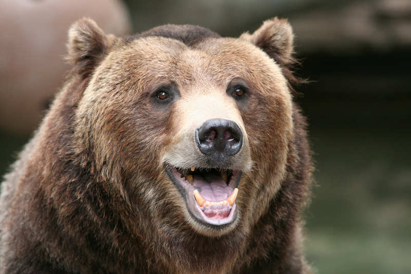 Un oso Grizziy en el zoológico de Denver Colorado, no relacionado con el autor del robo. Foto: Amy the Nurse / Flickr